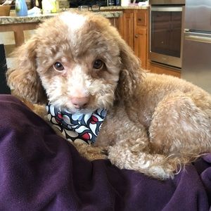 Meet your Posher, Kelly